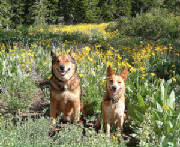dozer_queenie_tahoe_lrg.jpg