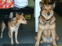 dozer_queenie_atdoor_small.jpg